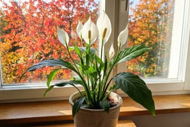 "Женское счастье" пуляет лист за листом: соседи думают, что я заливаю "химией", а секрет в другом